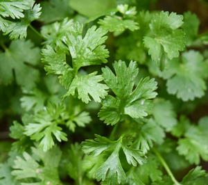 Foto: Salsinha Fresca